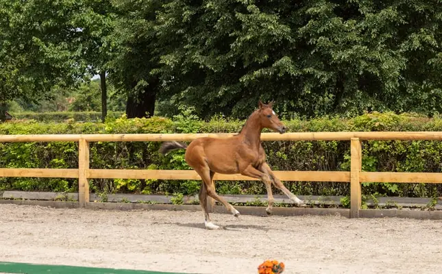 Wunderschönes Championatsfohlen