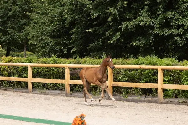 Wunderschönes Championatsfohlen