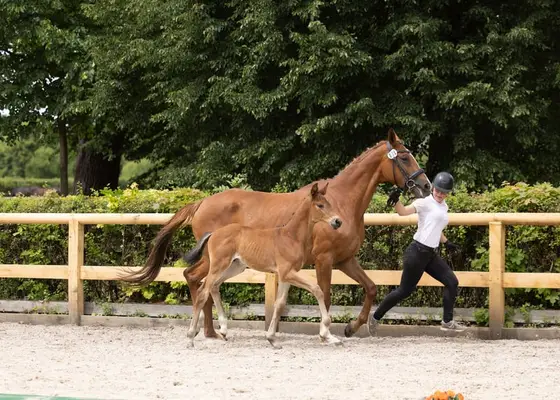 Champion foal for all disciplines