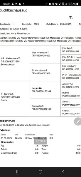 Ganggewaltiges Prämienfohlen