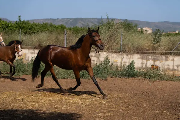 Belle sportiva PRE giumenta per tempo libero, sport o allevamento
