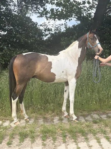 Top-Youngster für VS, Dressur, Freizeit