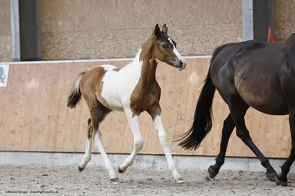 Top-Youngster für VS, Dressur, Freizeit