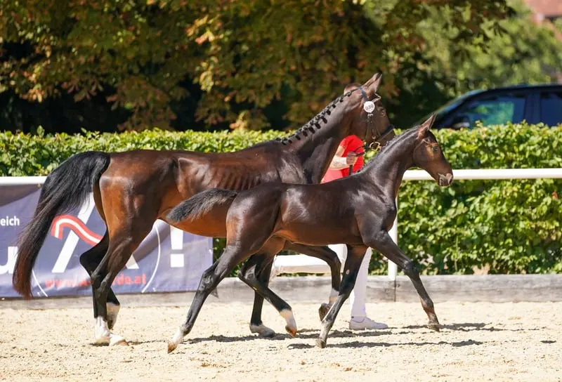 Elegantes Hengstfohlen