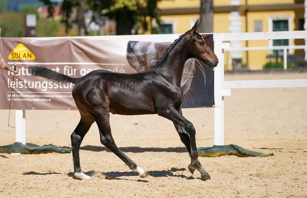 Elegantes Hengstfohlen