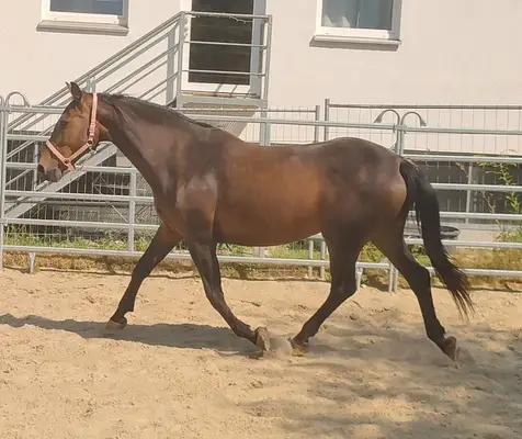 Schicke kompakte Stute mit toller Halsung