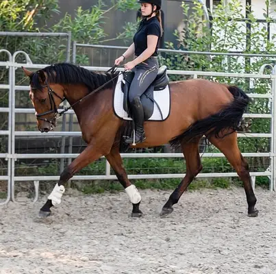 Compañero deportivo y agradable de montar