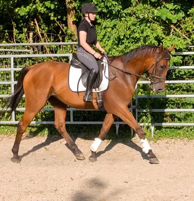 Sporterfolgreicher angenehm zu reitender Kumpel