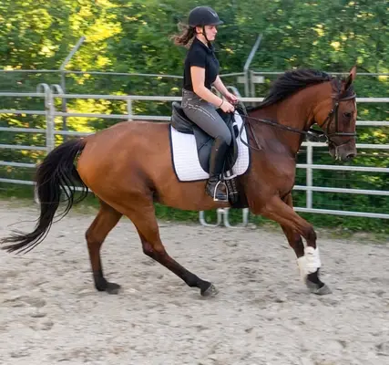 Sporterfolgreicher angenehm zu reitender Kumpel