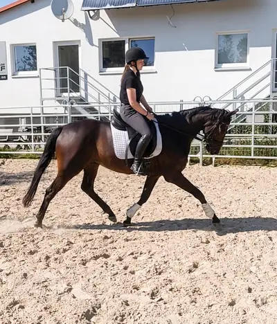 Sporterfolgreiches Damenpferd