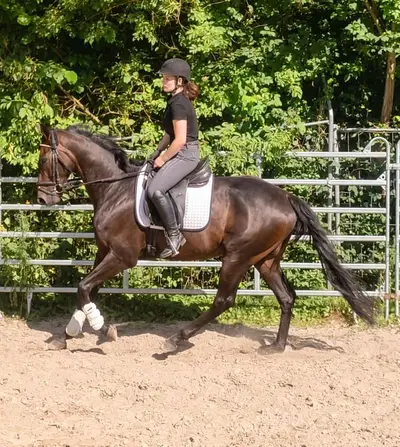 Sporterfolgreiches Damenpferd