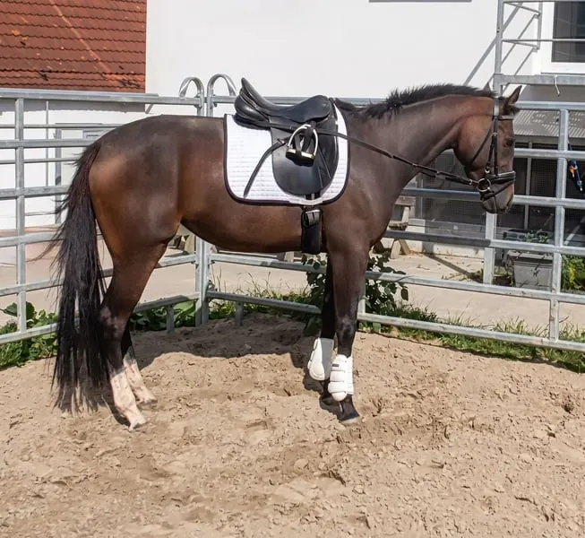 Schicke Stute freundliche Stute