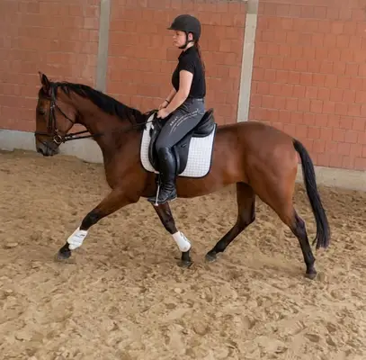 Caballo castrado simpático y cariñoso
