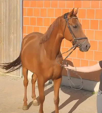 Precioso caballo alazán castrado