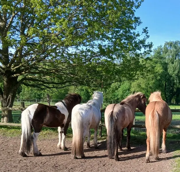 Pensionsplatz auf Islandpferdehof frei.