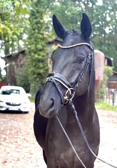Beauté noire avec les meilleures qualités de cheval de selle