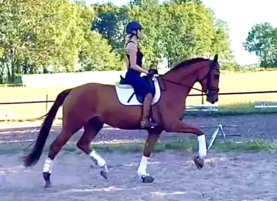 Perle de dressage aux longues jambes avec ce petit quelque chose