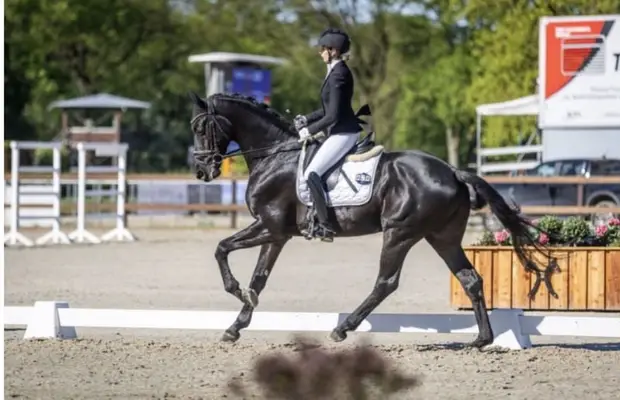Chevaux de dressage gagnants et placés en classe A / très bonnes allures de base /