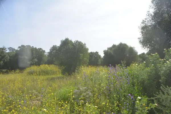 Schöne Finca mit besonderem Charme
