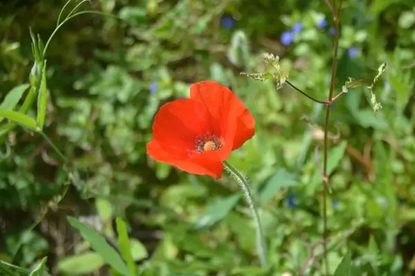 Schöne Finca mit besonderem Charme