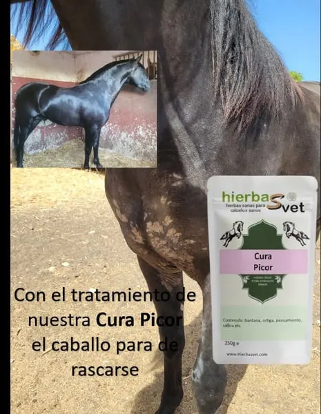 Dermatitis estival equina