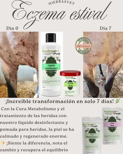 Dermatitis estival equina