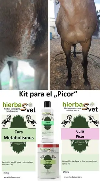 Dermatitis estival equina