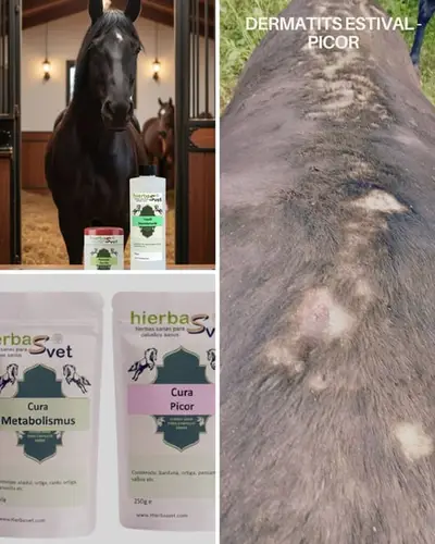 Dermatitis estival equina