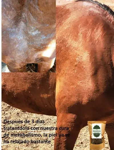 Dermatitis estival equina