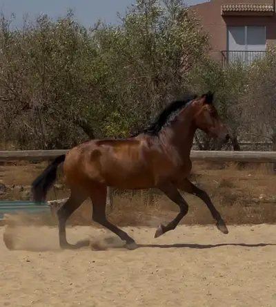 Elegante semental andaluz de 3 años con mucho potencial