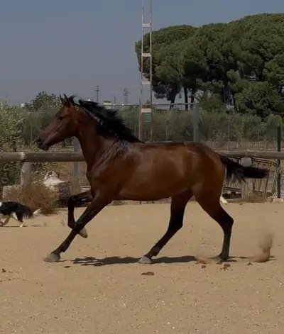 Eleganter 3-jähriger Andalusierhengst mit viel Potenzial