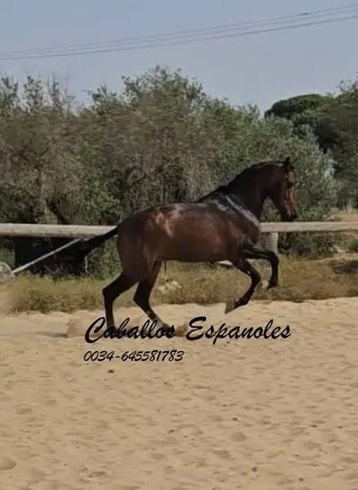 Eleganter 3-jähriger Andalusierhengst mit viel Potenzial
