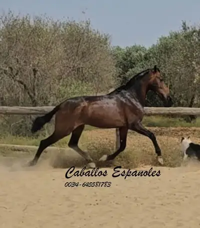 Eleganter 3-jähriger Andalusierhengst mit viel Potenzial
