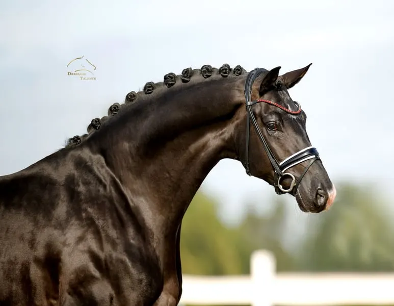 Vitalis x Negro - Black Beauty aus dem Bilderbuch!