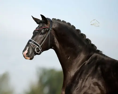 Vitalis x Negro - Black Beauty aus dem Bilderbuch!