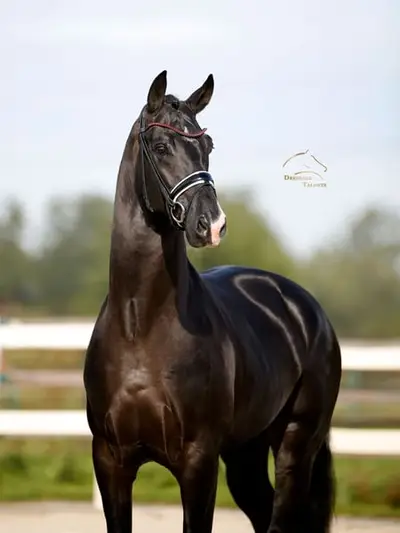 Vitalis x Negro - Black Beauty aus dem Bilderbuch!