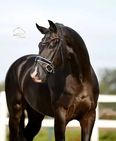 Vitalis x Negro - Black Beauty aus dem Bilderbuch!