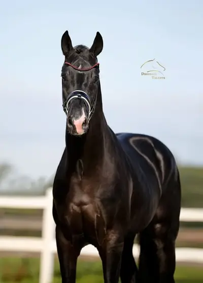 Vitalis x Negro - Black Beauty aus dem Bilderbuch!