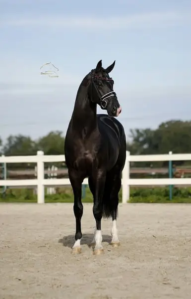 Vitalis x Negro - Black Beauty aus dem Bilderbuch!
