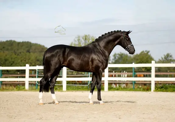 Vitalis x Negro - Black Beauty aus dem Bilderbuch!