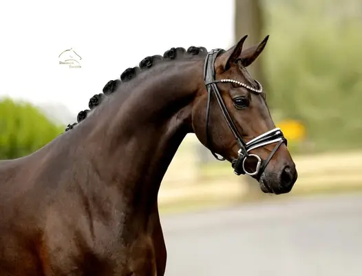 Sezuan Enkel mit einem Herz aus Gold! *VIDEO*