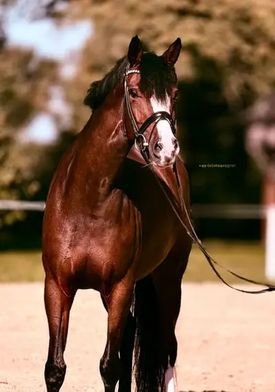 Magnifique jument de dressage de 8 ans prête à être montée !