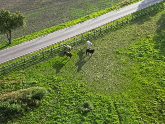 Establo abierto // Pensión para caballos // Pensión completa