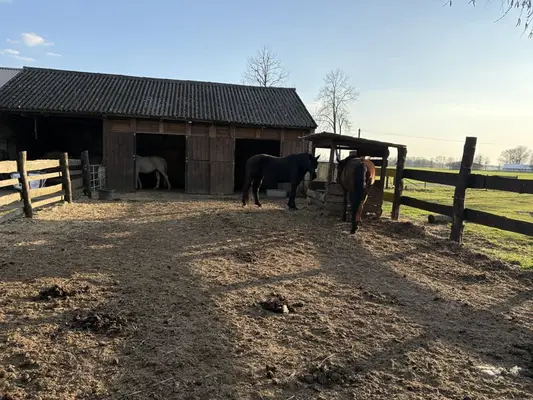 Offenstall // Pferdepension // Vollpension