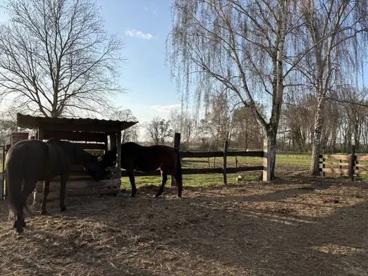 Offenstall // Pferdepension // Vollpension