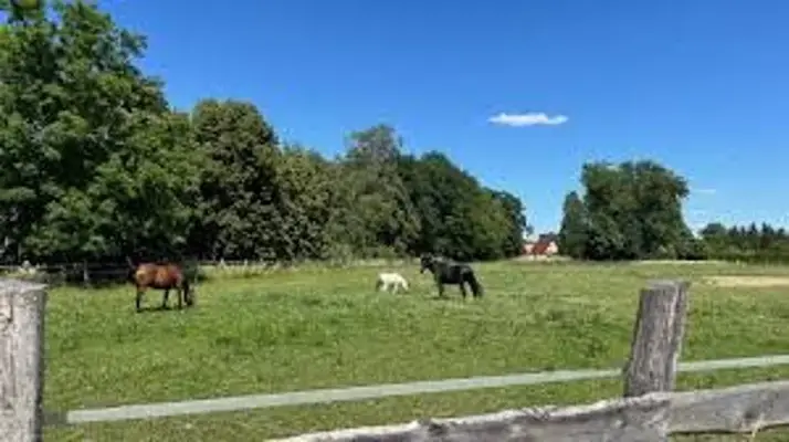 Offenstall // Pferdepension // Vollpension