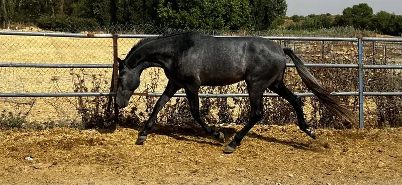 Zwei Jahre alte spanische Sportpferd (Kwpn x PRE)
