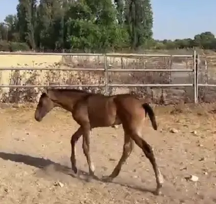 Buckskin PRE-Stute von PICASSO LH