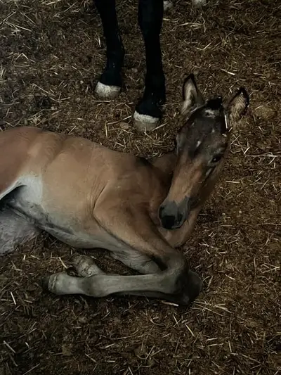 Buckskin PRE-Stute von PICASSO LH