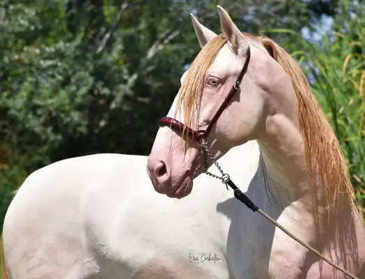 Buckskin PRE-Stute von PICASSO LH